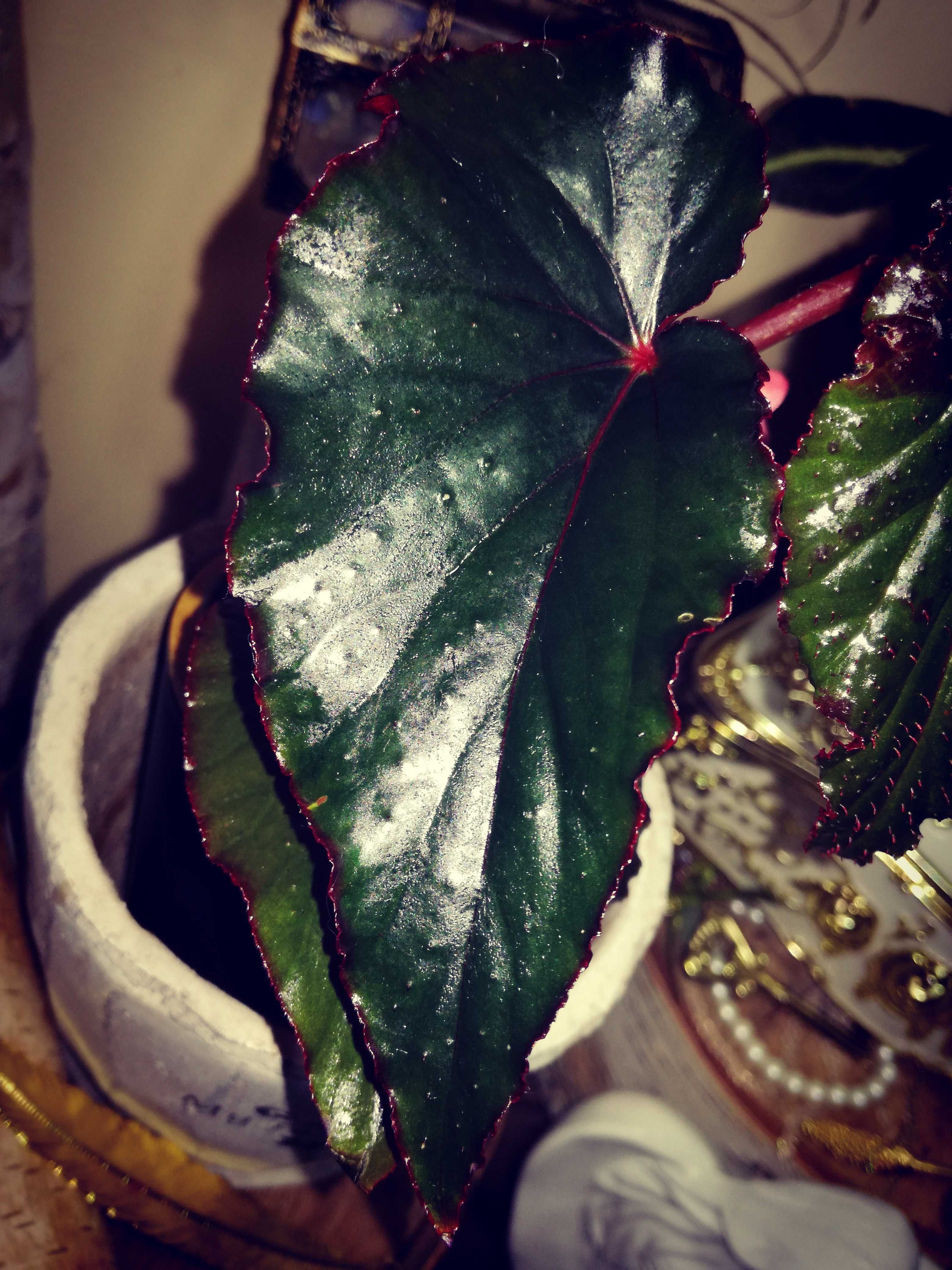 Begonia Black Magic roślina unikat egzotyk nie monstera i philodendron