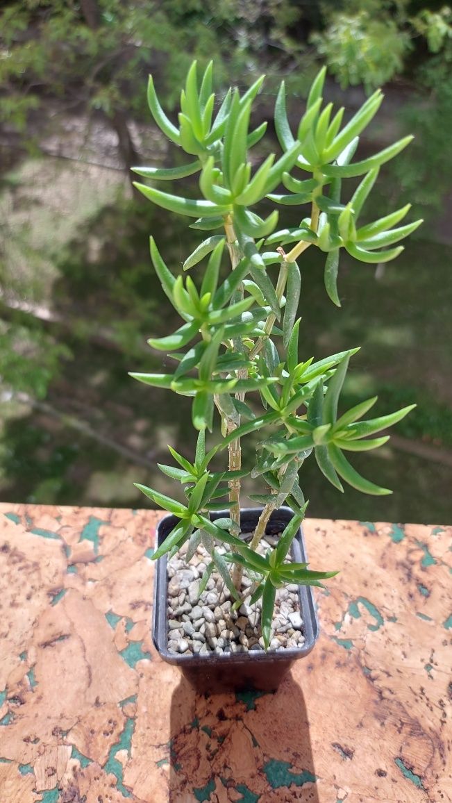 Crassula Tetragona Крассула Тетрагона