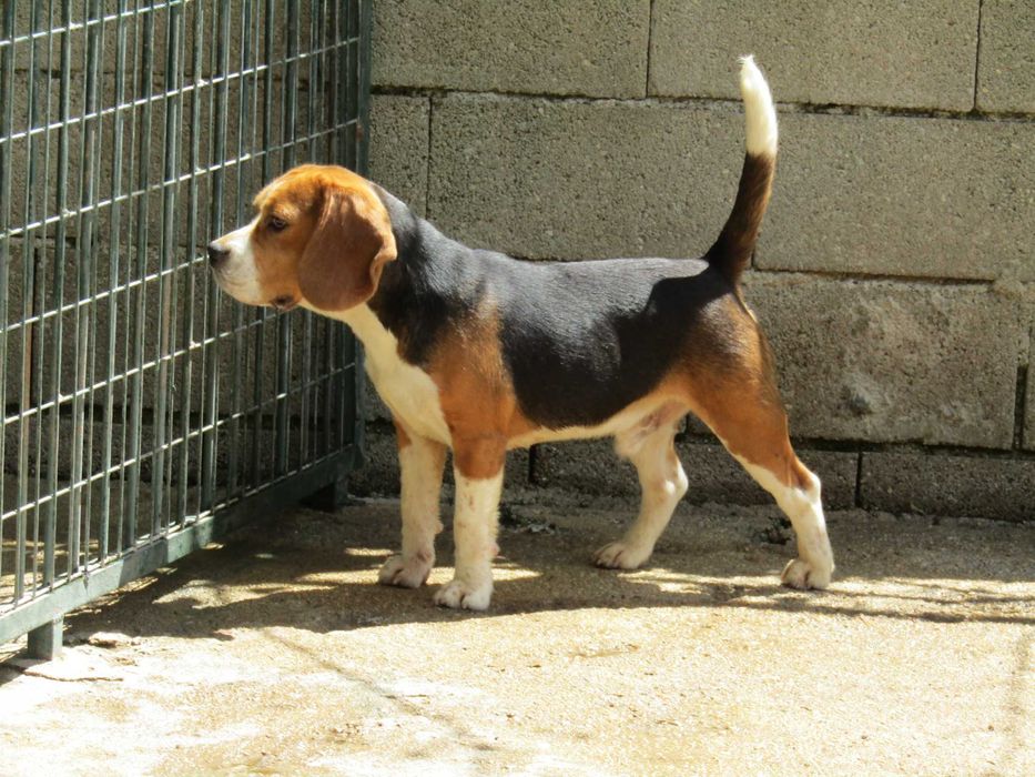 Beagle Tricolor de Qualidade, LOP/Pedigree/Afixo, Porte Pequeno.