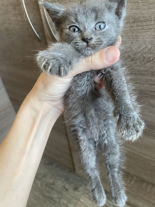 Кошенята у добрі руки