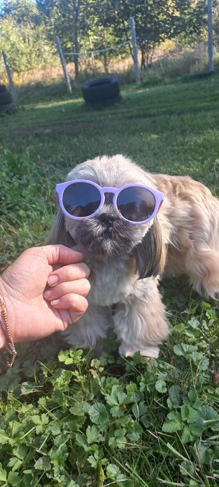 Shih-Tzu IV pok.rod sobolowy mini 3,6 kg