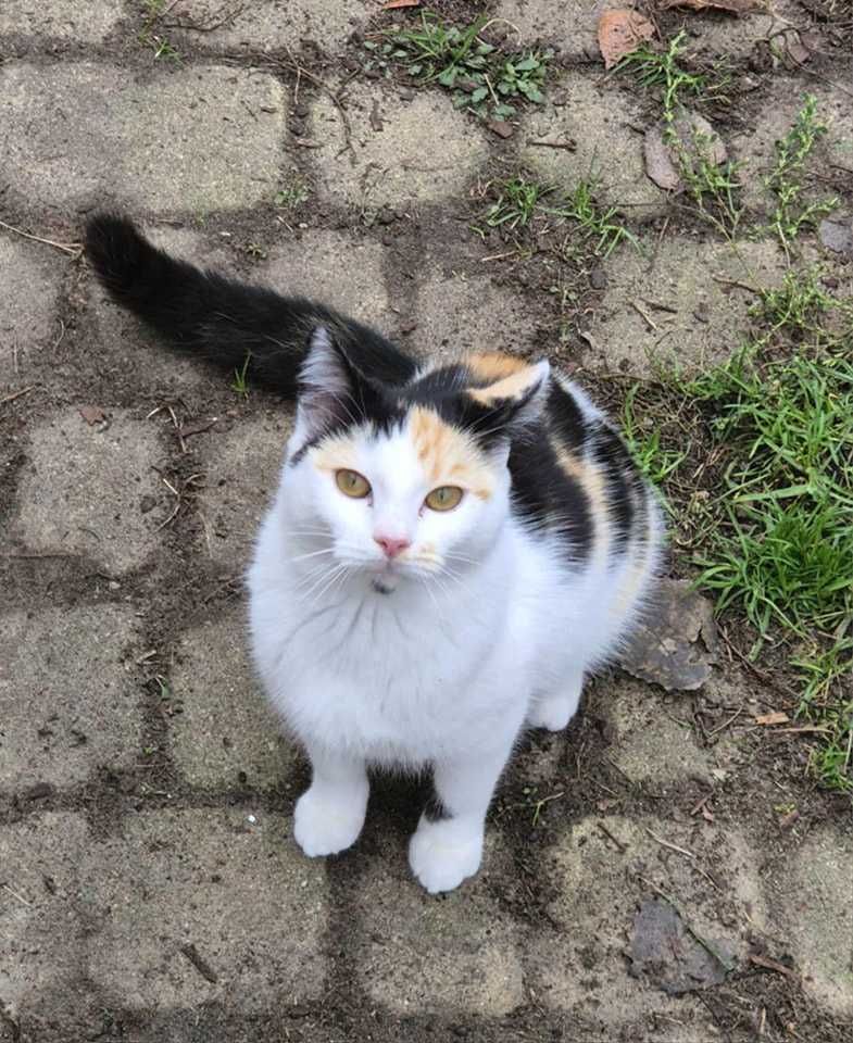 Śliczna i charakterna Trisia Monisia poleca się do adopcji!