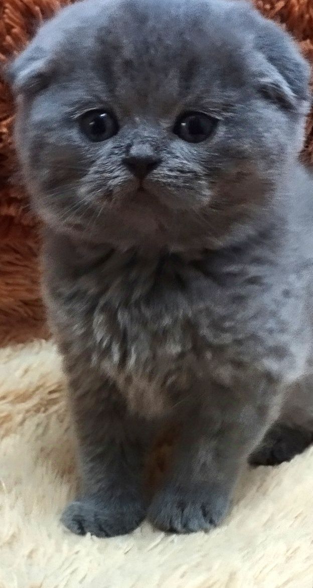 Шотландская скоттиш фолд девочка