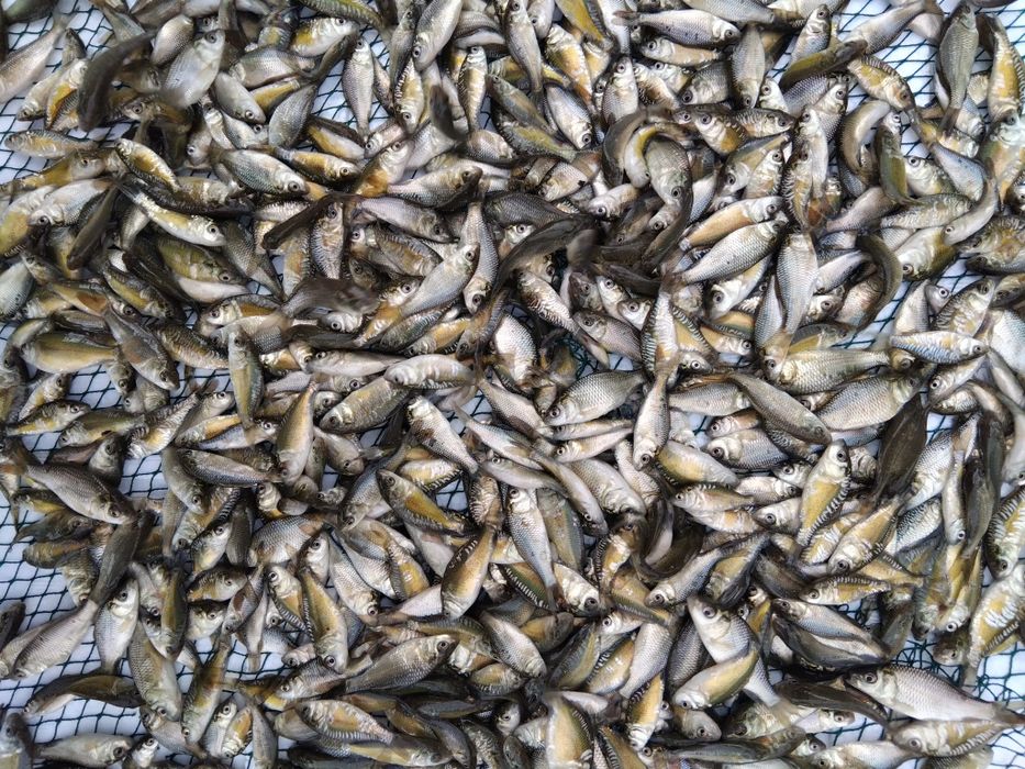 Piękny narybek Karpia 0,50 gr