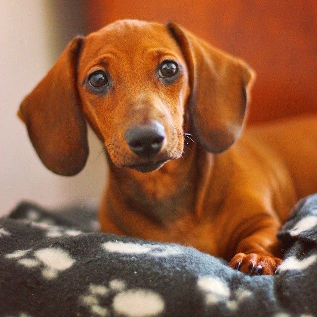 Пропонуємо вам руду дівчинку, таксу.