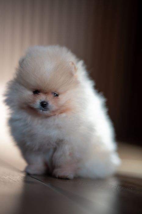 Szpic miniaturowy pomeranian