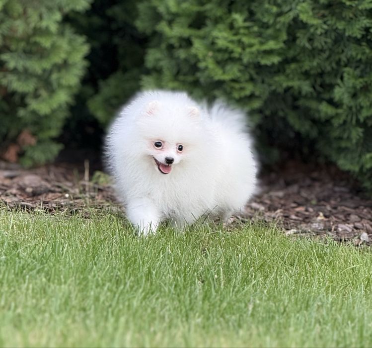 Pomeranian/szpic miniaturowy