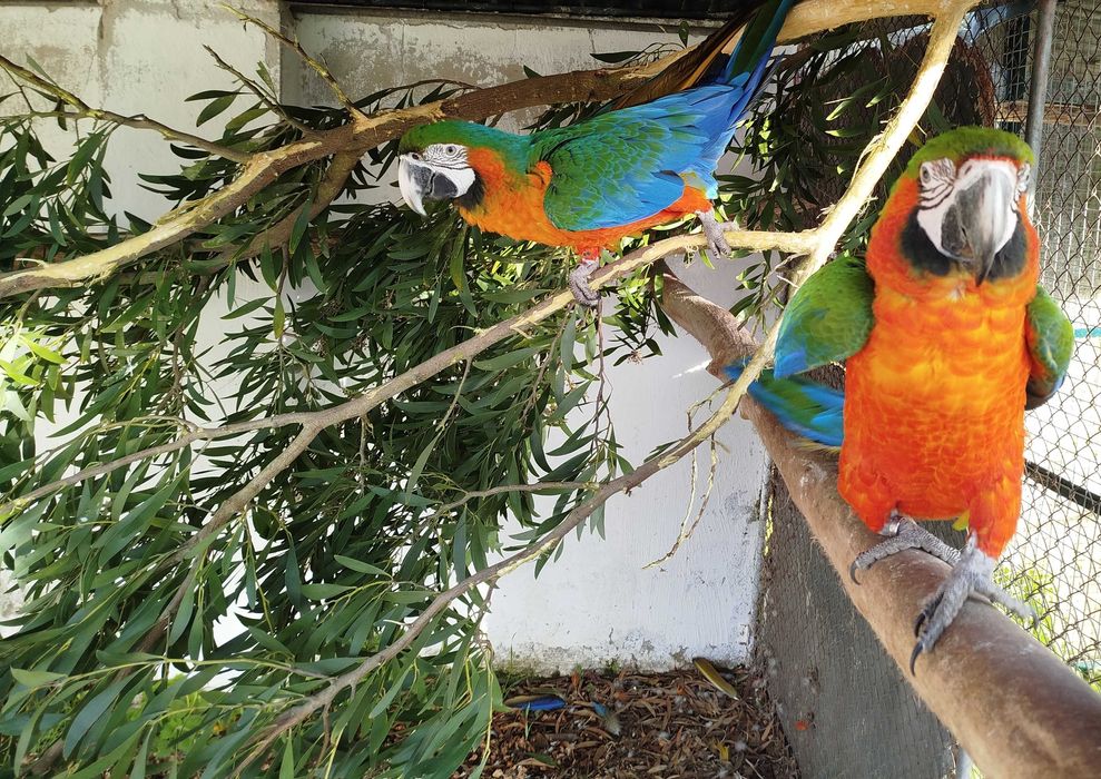 Araras arlequins (hibridas) diversas idades