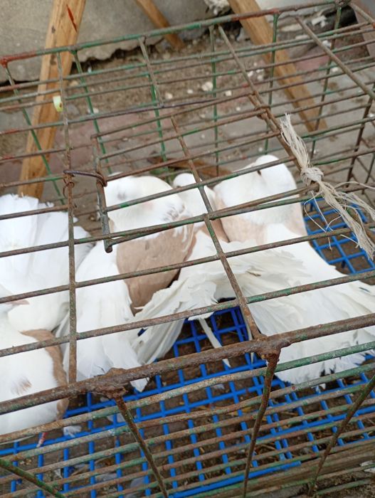 Pawiki boczate żółte