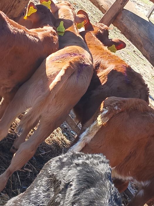 Sprzedam cielaki krotoszyn