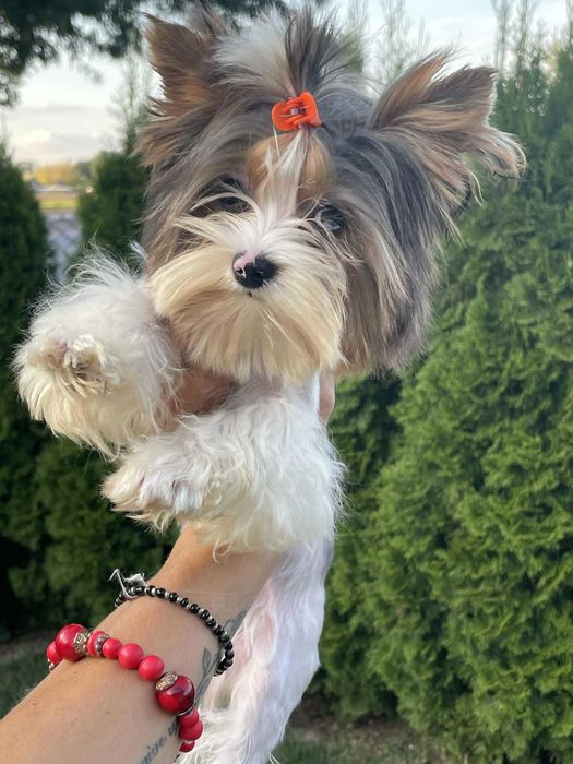 Bluberry yorkshire terrier miniaturka biewer 1 ,20 kg paszport