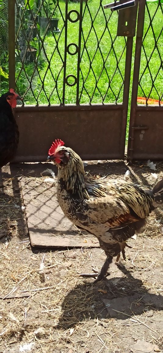 Koguty kogut młode australorp leghorn minorka miks kura