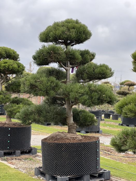Bonsai Niwaki sosna duże drzewa formowane