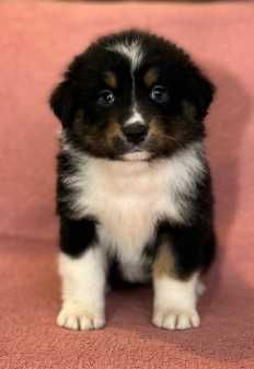 Owczarek australijski FCI/ZKwP