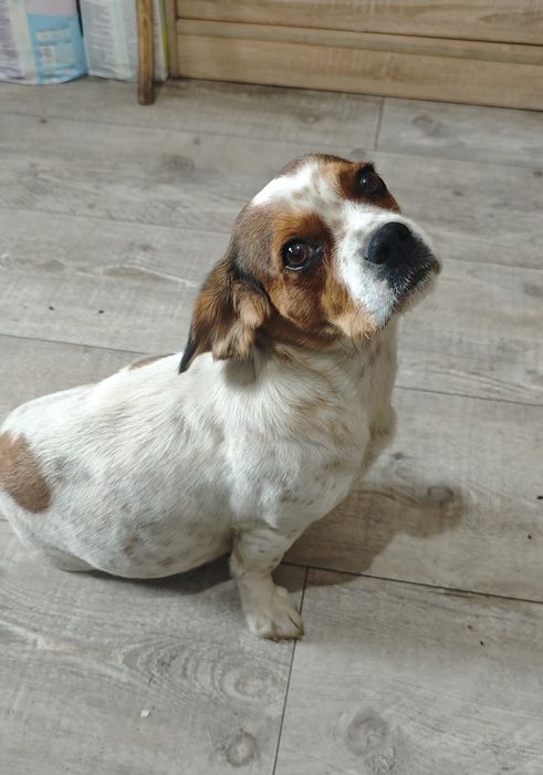 Cudowne pieski szukają domu