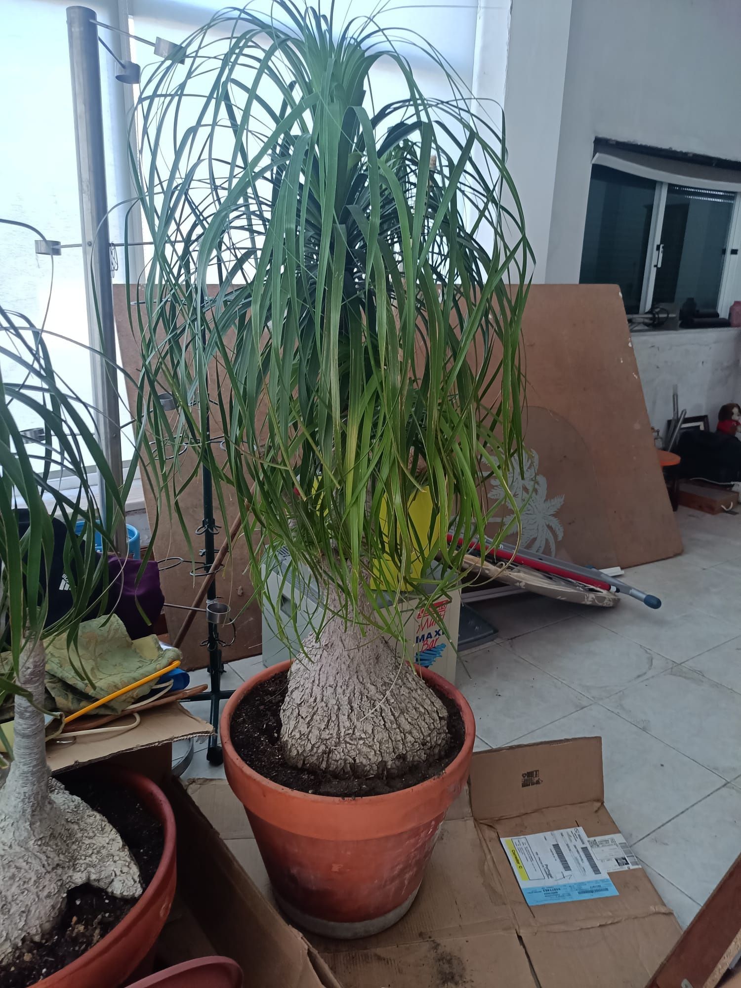 Vendo Neolina Beaucarnea Recurbata ( ou nome popular, Pata de Elefante