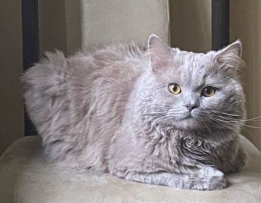 Відаємо котика в дорбі руки