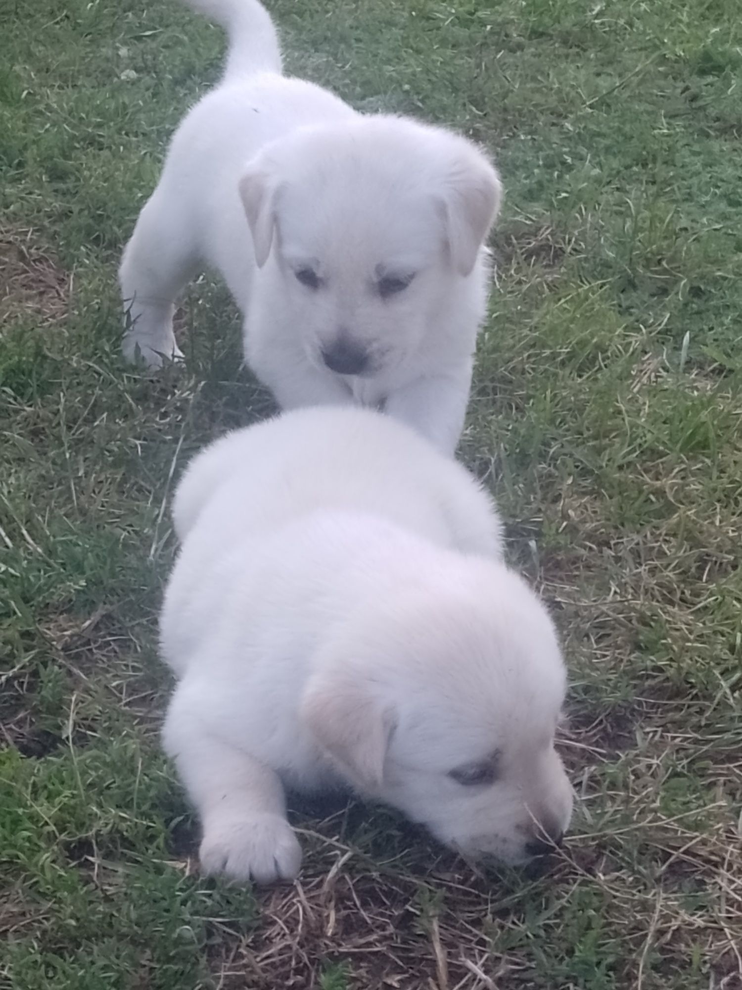 Labrador retriever biszkopty