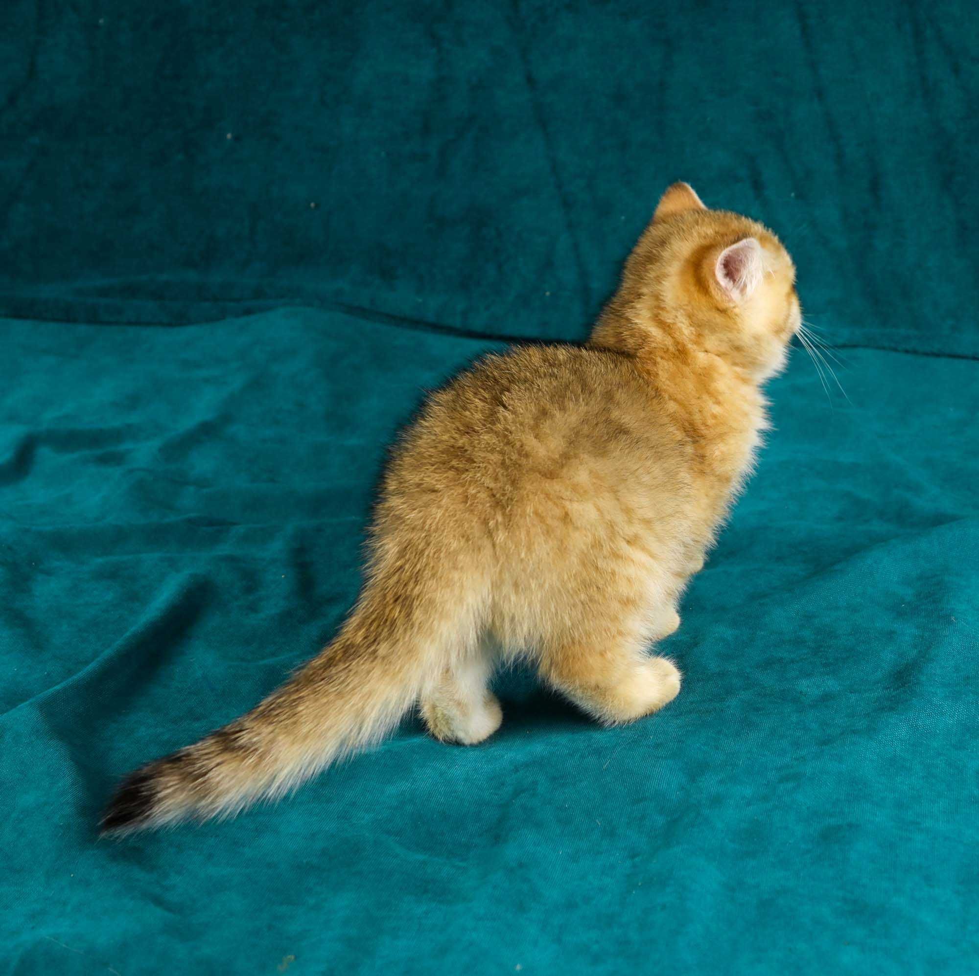 Słodziutka kotka brytyjska złota z rodowodem FPL WOLNA