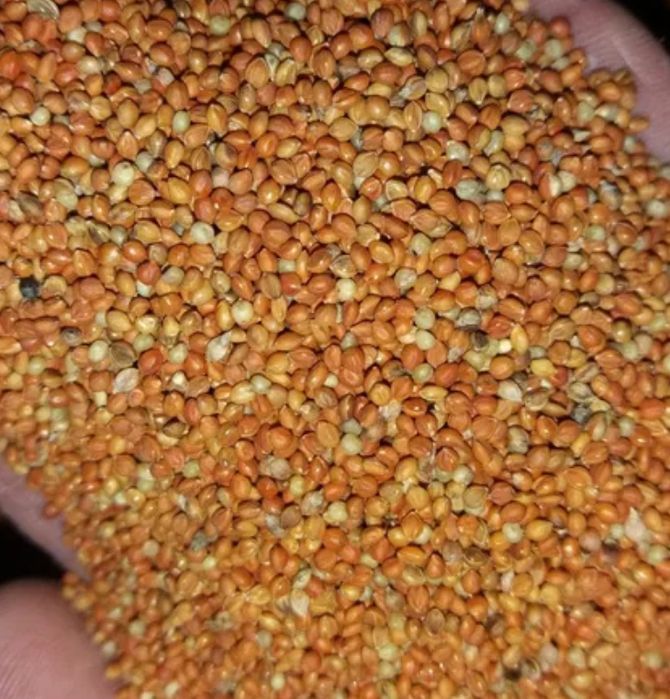 Чумиза насіння для птахів та папуг