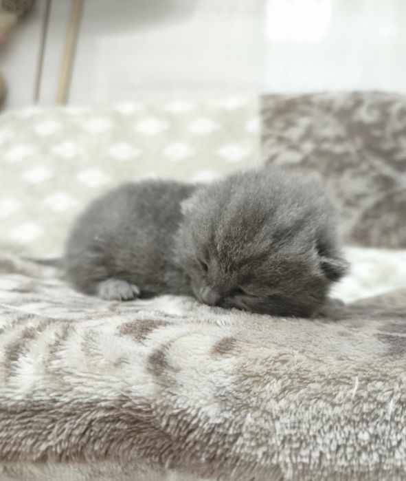 Koty Brytyjskie, rodowód, grudzień odbiór, blue