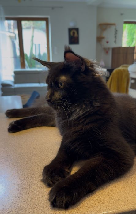 Maine Coon kocur