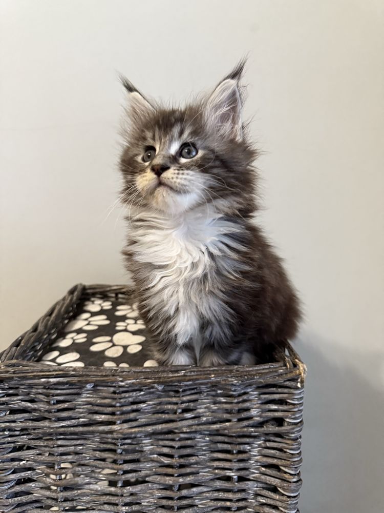 Gatinha Maine Coon com LOP