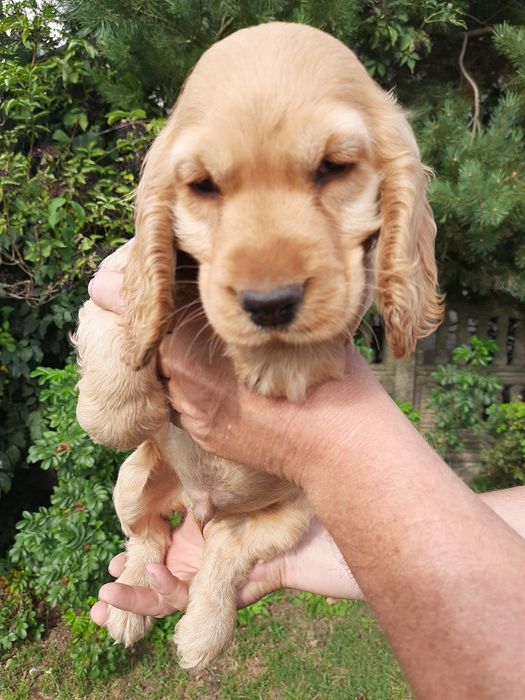 Cocker Spaniel Angielski piesek z legalnej hodowli