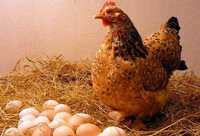 Продаж яєць для інкубатора несушок (леггорн, ломан браун та інші)