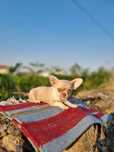 Chihuahua Macho Miniatura Pêlo Curto