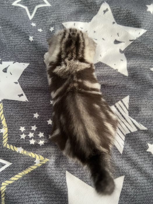 Шотландські малюки