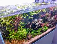 Rośliny akwariowe, do akwarium, bucefalandra, anubias, ludwigia i inne