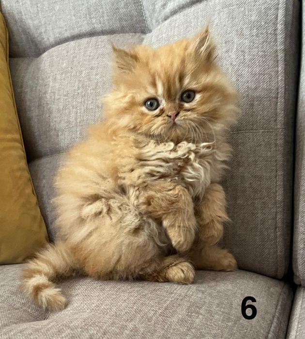 Rudo-biszkoptowa kotka perska