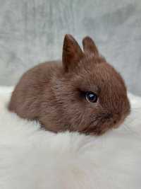 Karzełek hawana, królik czekoladowy, brązowy, miniaturka xxs