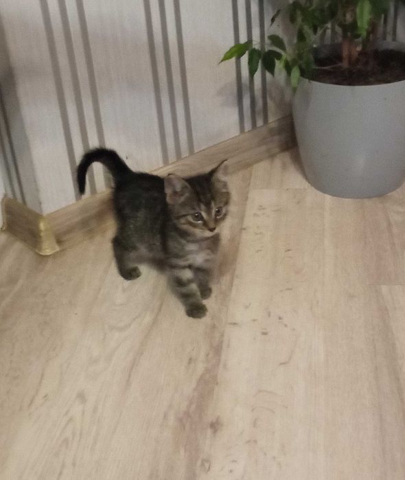 Oddam kotki w dobre ręce