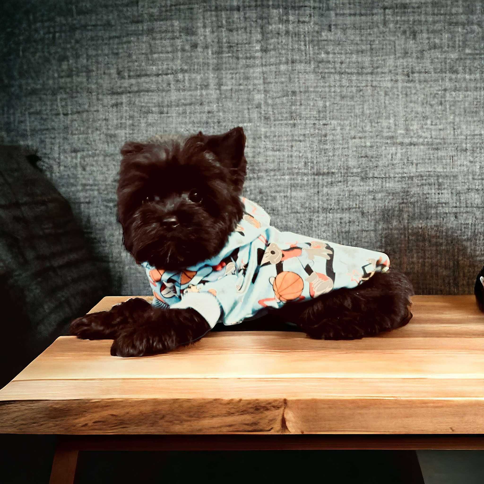 York czarny do kochania - Black Yorkshire Terrier.
