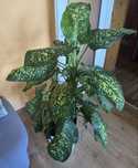 Difenbachia (Dieffenbachia)