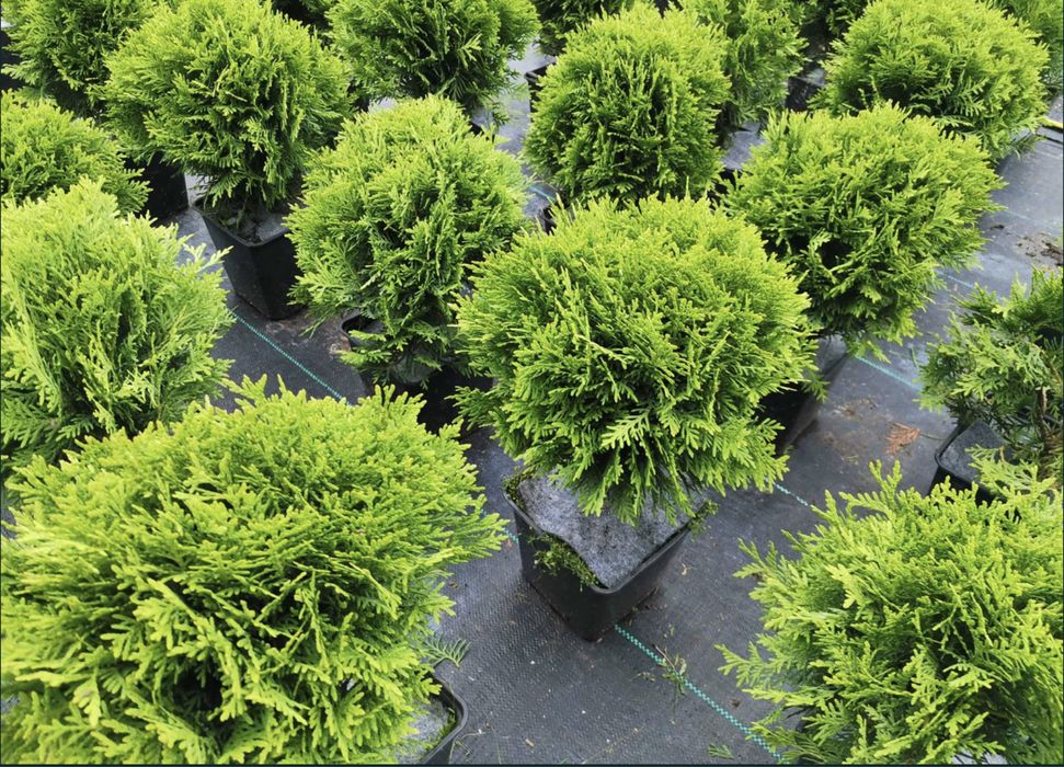 Туя даніка шаровидна