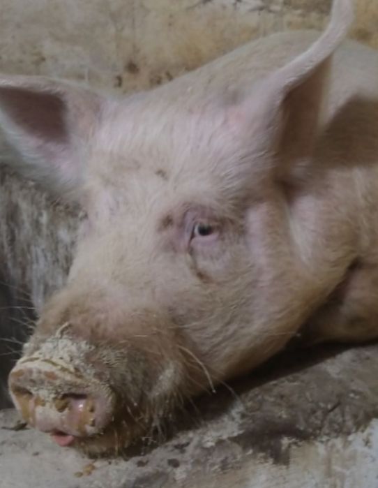 Продам кнура Макстер