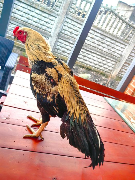 Para kur parrot aseel