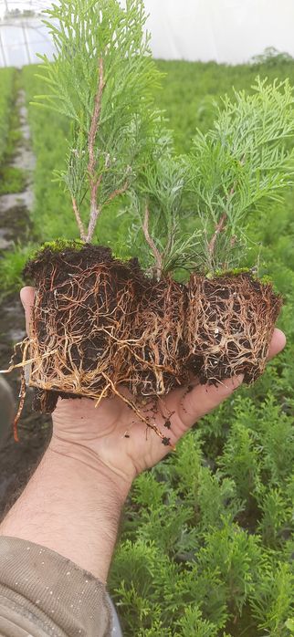 Tuja szmaragd sadzonki +-30cm