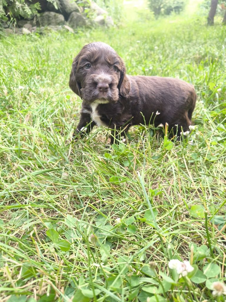 Cocker spaniel angielski - samiec czekoladowy