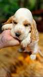 Cocker Spaniel Angielski, szczeniak - Piękny, biały z pomarańczą , Rod