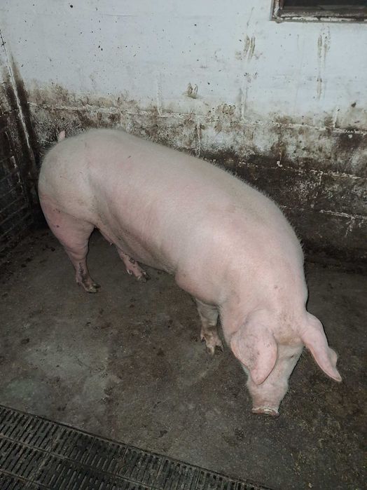 Свині жива вага    .