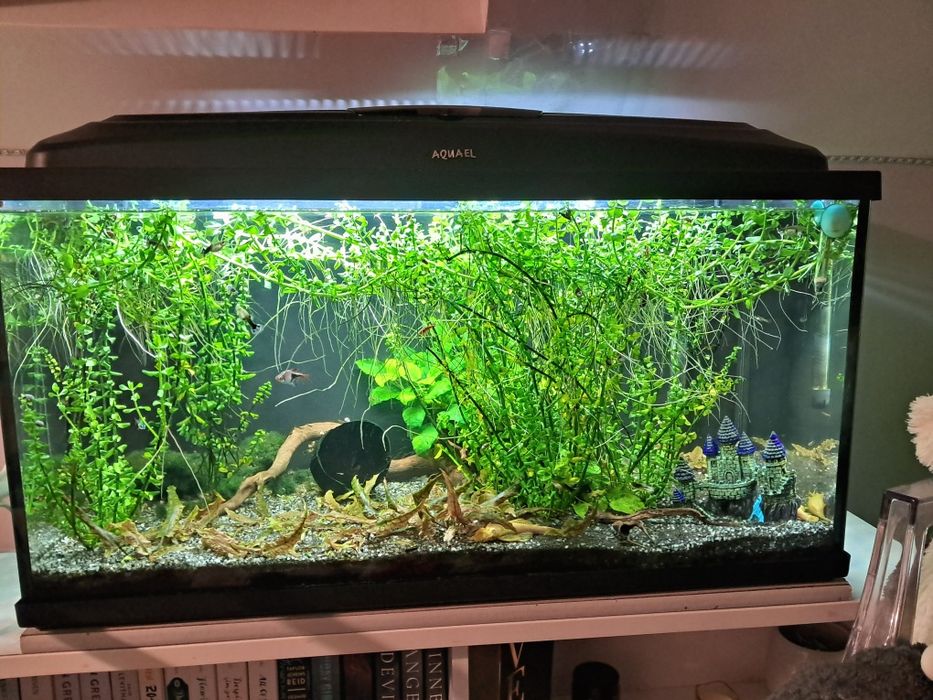 Akwarium 112 l  z wyposażeniem z życiem