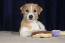 Piesek Jack Russell terrier ZKWP/FCI szorstkowlosy