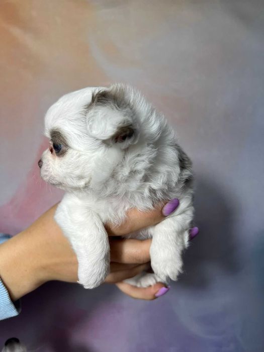 Suczka długowłosa Chihuahua Biało-czekoladowa szczeniak