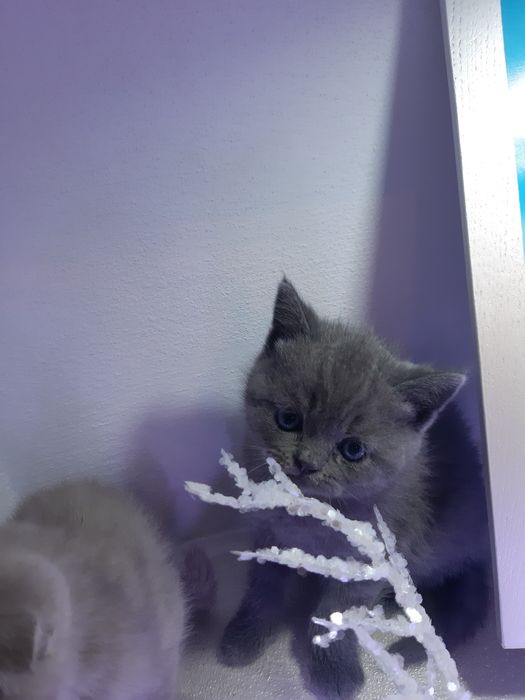 Кошенята британські