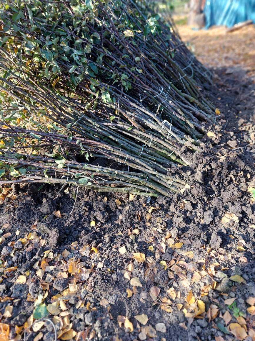Drzewka  Golden Podkładka m9