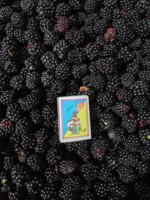 Продам ожину,малину,грис.